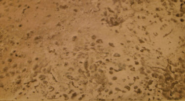 Decorative-Concrete-Stamped-Concrete-patio-option-32